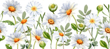 Daisy Seamless Border. Chamomile Flowers Garland. Floral Frame. Wildflowers For Wedding Invitations And Greeting Cards. Watercolor White Floral Illustration. Rustic Flower