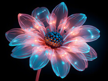 Pink Neon Daisy Flowers On A Black Background With Blue Light