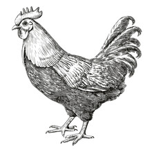 Domestic Chicken, Farm Livestock, Hand Drawn Ink Illustrations, Black And White Drawing, Png Created With Generative AI