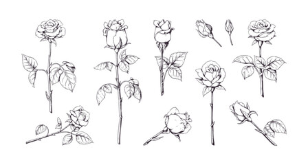 Rose flowers. Vintage line sketch drawing, hand drawn stem tattoo design, black engraving leaf and blossom, botanical isolated set. Bud with petals. Bud Garden petals. Vector illustration