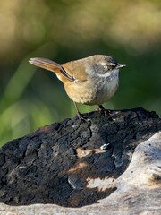 Poster - Closeup shot of Tasmanian scrubwren, Sericornis humilis.