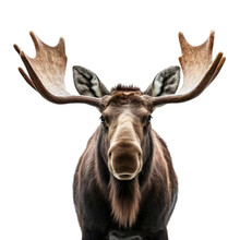 A Majestic Moose With Impressive Antlers. Isolated Background. Transparent PNG. Generative AI