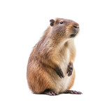 Fototapeta Natura - A capybara sitting upright on its hind legs in a natural setting. Isolated background. Transparent PNG. Generative AI