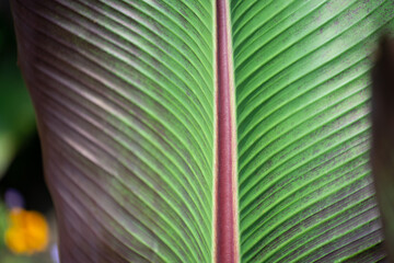 Canvas Print - close up of a leaf background - macro lens, particular focus