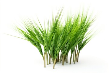 Poster - sprouts isolated on a white background