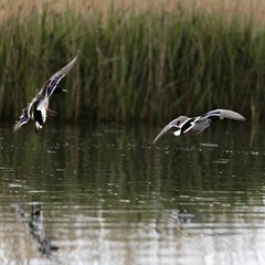 Wall Mural - View of ducks flying over lake