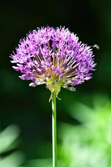 Wall Mural - Single vibrant purple flower stands tall on a long, thin stem, surrounded by lush green foliage