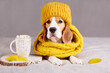 A beagle dog in a knitted hat and scarf is lying on the sofa. Cozy warm home environment. Autumn concept.