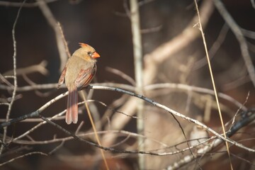 Canvas Print - Small female cardinal bird perched on a tree branch in a natural outdoor setting