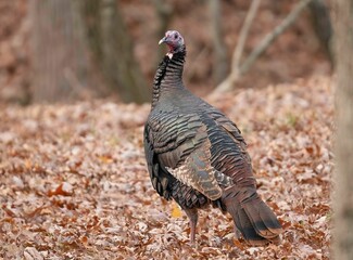 Wall Mural - Female wild turkey in the middle of a lush autumnal forest