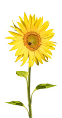 Wall Mural - Sunflower in full bloom isolated on white background