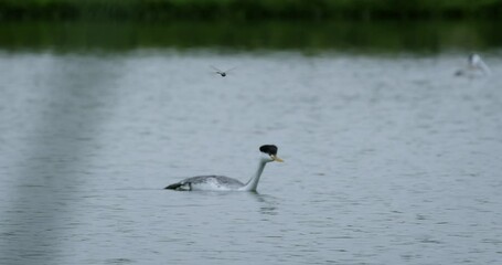 Poster - Wetlands Duck Floating Across Lake 3K 120FPS SLO-MO