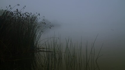 Poster - Wetlands Foggy Lake Early Morning 4K 60FPS SLO-MO