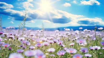 Poster - Beautiful spring summer natural with a field of purple clover flowers and chamomile against blue sky.