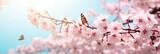 Fototapeta Natura - Pink sakura flowers, Dreamy romantic image spring, Branches of blossoming cherry against background.