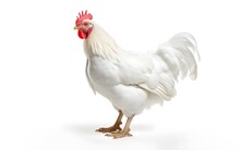 A White Chicken With A Red Comb