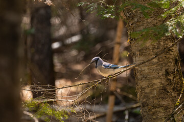 Wall Mural - blue jay on a branch