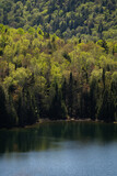 Fototapeta Las - lake and forest