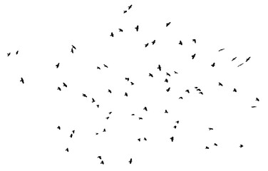 Wall Mural - flock of pigeon birds flying on clear background