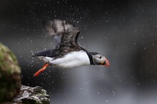 Majestic Puffin Bird In Flight With Water Splashing Off Its Wings
