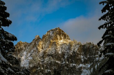 Poster - Picturesque tall snow-covered trees in the forest and a rocky mountain