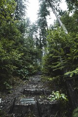 Wall Mural - A vertical shot of a humid forest full of green vegetation covered by fog.