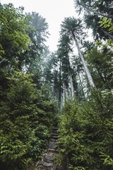 Wall Mural - A vertical shot of a humid forest full of green vegetation covered by fog.