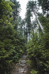 Wall Mural - A vertical shot of a humid forest full of green vegetation covered by fog.