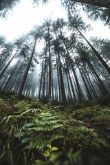 Wall Mural - A vertical shot of a humid forest full of green vegetation covered by fog.
