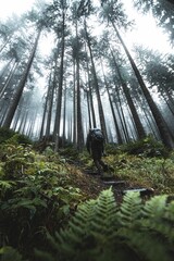 Wall Mural - A person climbing the mountain forest full of green vegetation covered by fog.