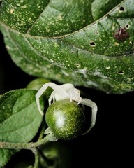 Sticker - Macro image of a Misumena vatia spider, featuring its delicate features