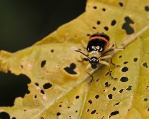 Poster - Vivid closeup of a beetle belonging to the Paratriarius Chrysomelidae species