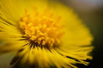 Closeup of blooming yellow Tussilago farfara