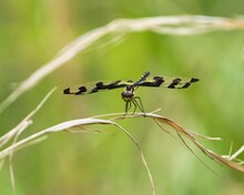 Female Banded Pennant Dragonfly Perched On A Twig In Dover, Tennessee