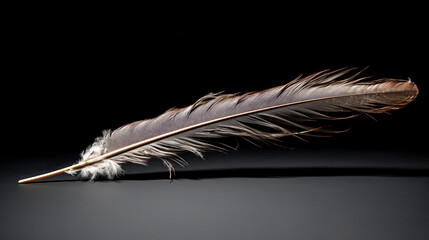 He watches a long bird feather, mesmerized by its beauty.