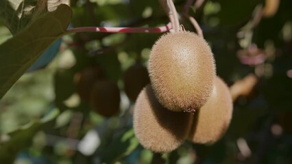 Poster - Close-up view of kiwis growing on a tree