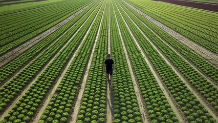 Poster - Drone view of a man walking between cabbage rows growing on a farm