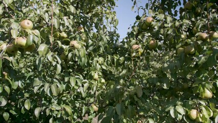 Sticker - Close-up view of green apples growing on a tree