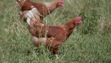 Close-up View Of Hens Walking On The Grass