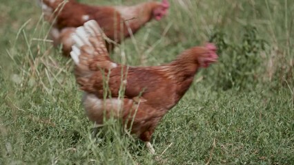 Wall Mural - Close-up view of hens walking on the grass