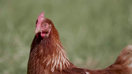 Sticker - Close-up view of a hen with a blurry background