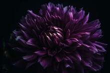 A Close-up Of A Large Purple Flower With Dark Background. Generative AI