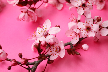 Blooming branches on pink background, closeup