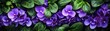 African violets bush background