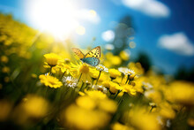 Close Up Shot Of Beautiful Butterfly Posing Over Yellow Wild Flowers On A Sunny Day