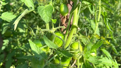 Wall Mural - Green tomatoes ripen against the background of sunlight and warm summer days on an organic tomato farm. Bunches of green tomatoes growing in a garden on a farm. Ripening of vegetables and agricultural