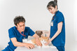 動物病院で獣医師に診察を受ける猫と飼い主のアジア人女性（ペット・爪切り）
