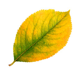 Wall Mural - fall leaf of the chokeberry isolated on a transparent background. autumn herbarium.