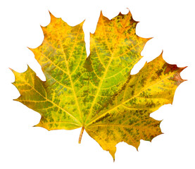 Wall Mural - yellow autumn maple leaf isolated on a transparent background. herbarium.