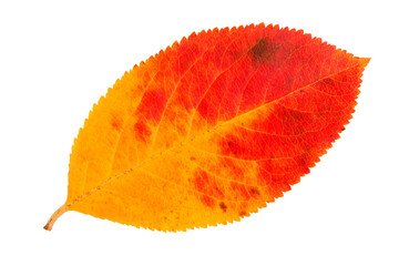 Wall Mural - fall leaf of the chokeberry isolated on a transparent background. autumn herbarium.